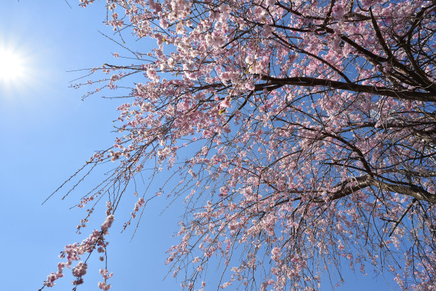 樱花在春天开花图片下载