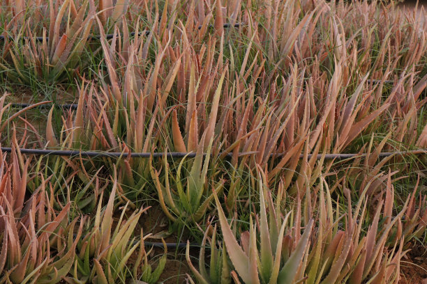芦荟：农场花园中用于化妆品原料的天然绿色芦荟鲜叶种植园图片下载