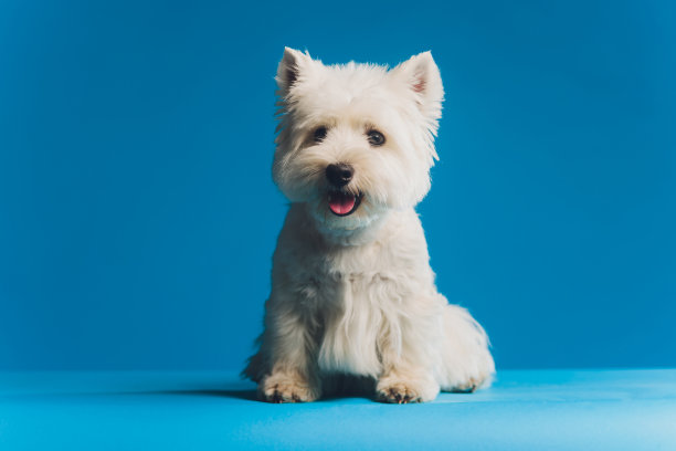 肖像马耳他哈巴狗特写肖像小白狗。图片下载