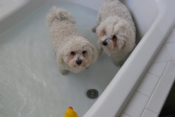 浴缸里的乐趣图片下载