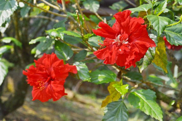 美丽的芙蓉花图片下载