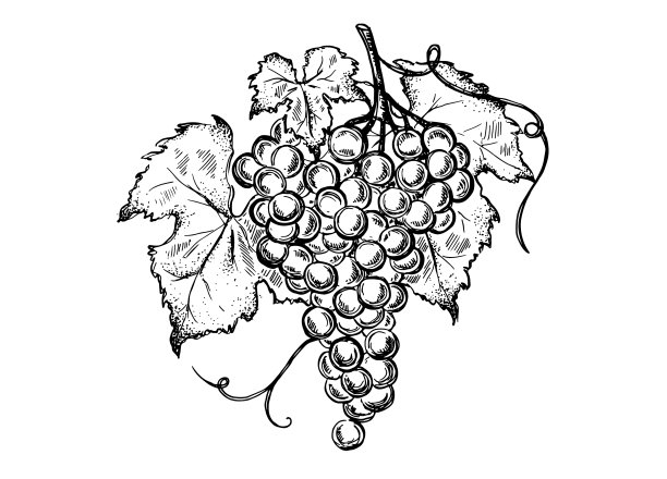 葡萄手绘图形图片下载