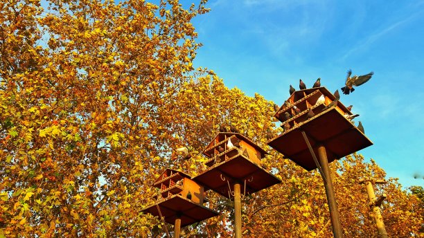 鸽子的房子和倒下的树与蓝天的背景图片下载