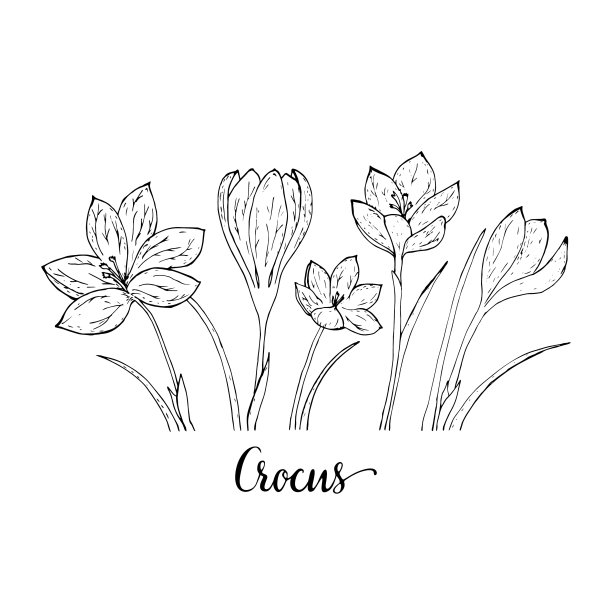 在底部画一排番红花图片下载