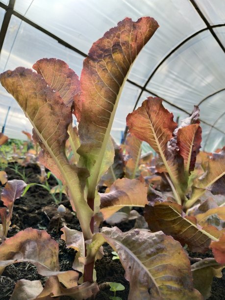 红色因为有机图片下载