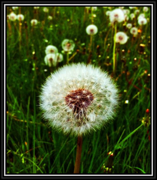 宏蒲公英图片下载