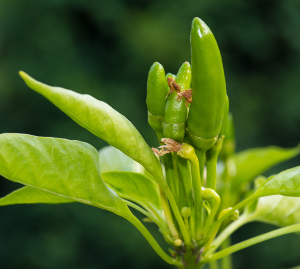 绿色的不成熟的辣椒和绿色的叶子的特写图片下载