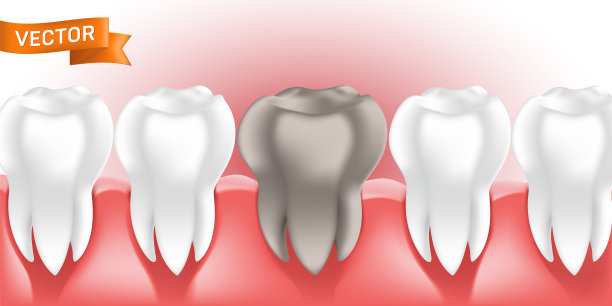 牙龈美白健康清洁人类牙齿图片下载