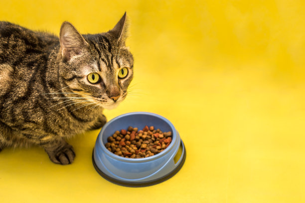 抱着装满干燥食物的蓝色碗的猫咪肖像图片下载