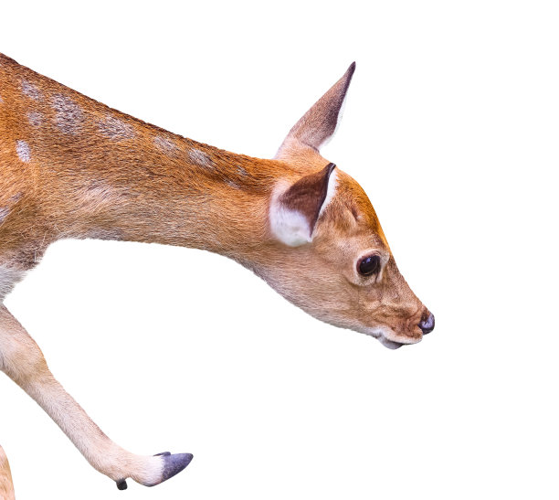 宝贝亲爱的吃孤立在白色背景，剪小路图片下载