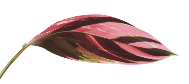 三星叶，热带叶孤立在白色背景上，有修剪路径图片下载