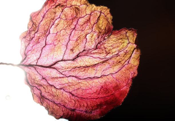 干叶纹理抽象背景图片下载