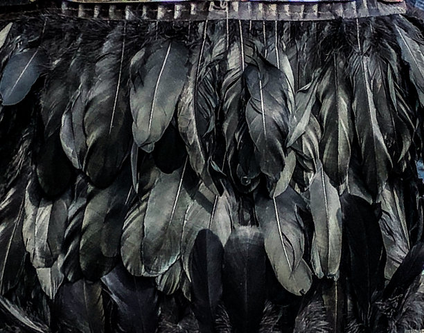 黑色的羽毛图片下载