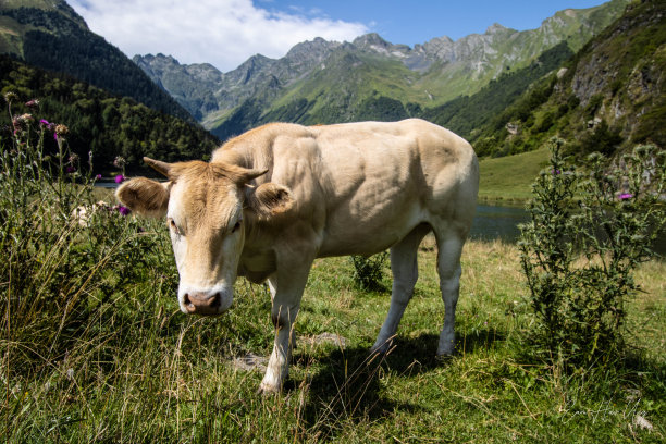 比利牛斯山的一头牛图片下载