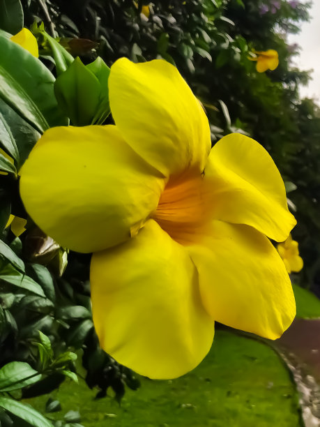 特写黄花在茂物屋图片下载
