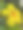 特写黄花在茂物屋图片下载