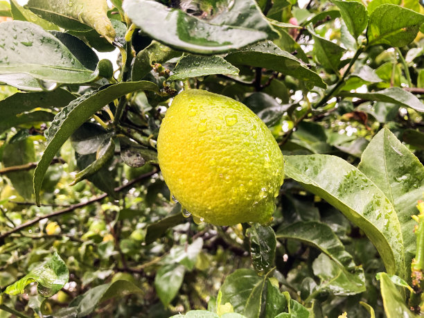 孤立的新鲜柠檬树上与雨滴图片下载