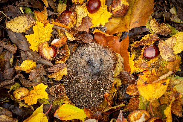 刺猬在秋叶中冬眠，面朝前蜷缩成一团图片下载