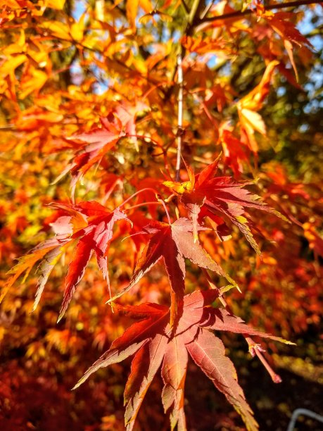 秋天的叶子图片下载