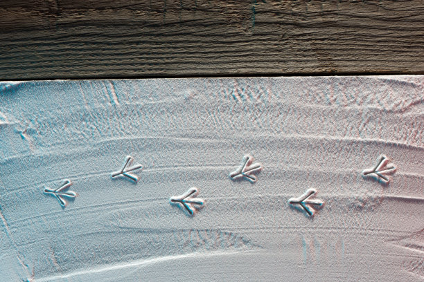 Сhristmas卡片上有鸟的脚印在雪地上的图像图片下载