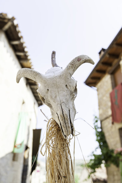 古老的动物头骨图片下载