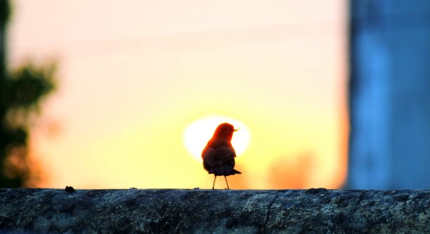 孤独的战士图片下载