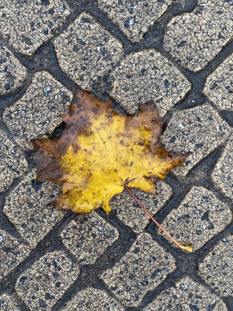秋日枯叶上柏油路俯视图图片下载