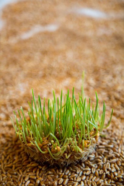 发芽小麦谷物图片下载
