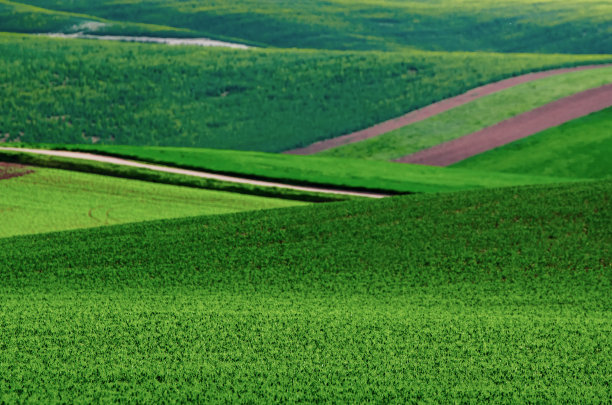 绿色草地背景图片下载