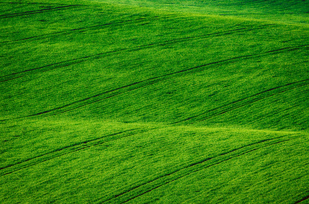 绿色草地背景图片下载