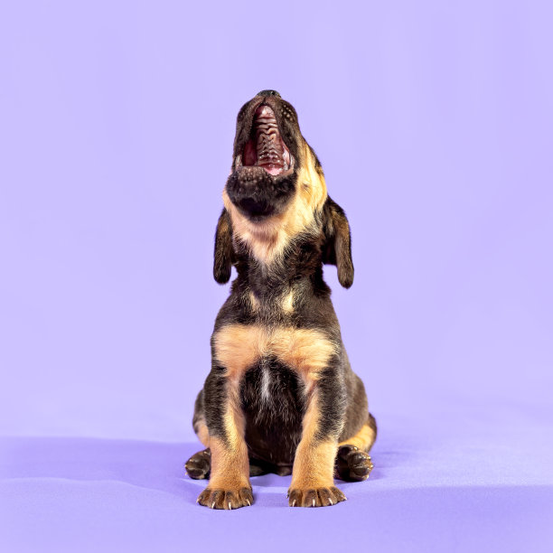 一只小狗昂着头坐着嚎叫。紫色的背景图片下载