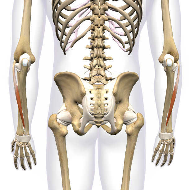 小臂伸指肌在男性骨骼上的分离，在白色背景上的3D渲染图片下载