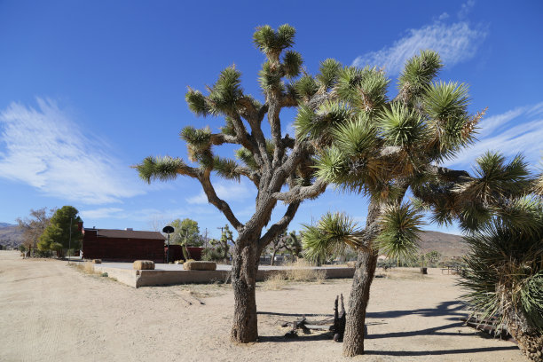 先锋镇的约书亚树图片下载