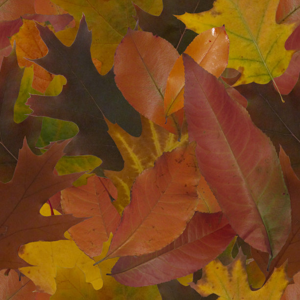 摘要秋叶无缝图案图片下载