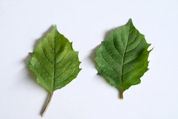 金莓叶图片下载