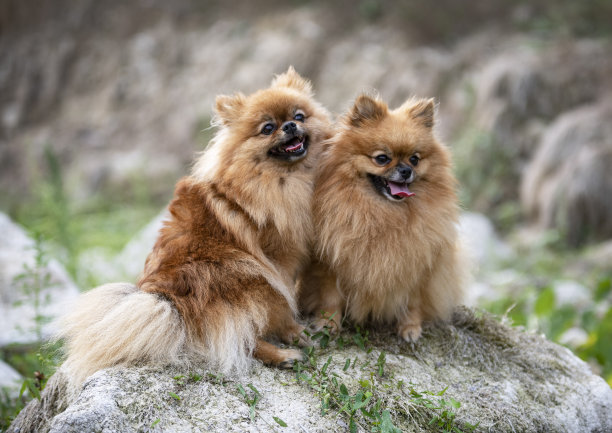 年轻的博美犬图片下载