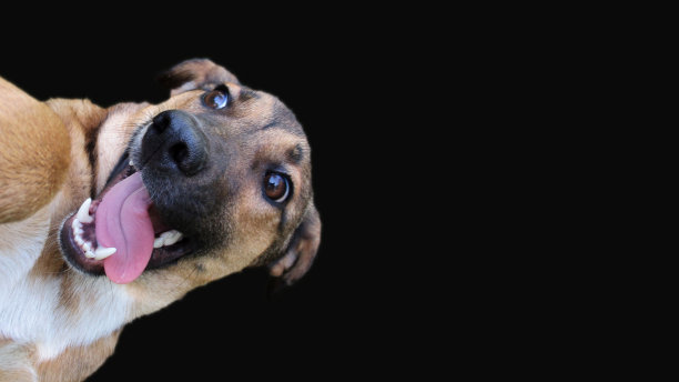 在黑色的背景上看起来很滑稽的土豆泥头图片下载