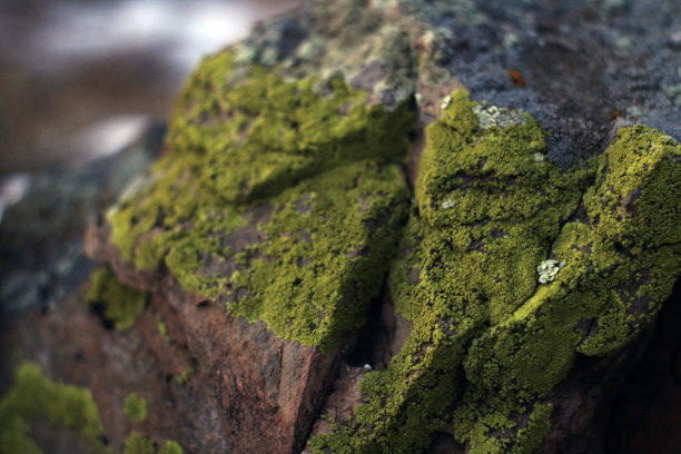 岩石上的苔藓纹理特写。岩石山风化的石崖与地衣在森林图片下载