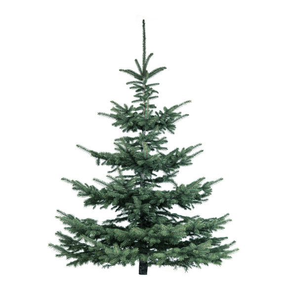 常绿冷杉树作为圣诞树图片下载