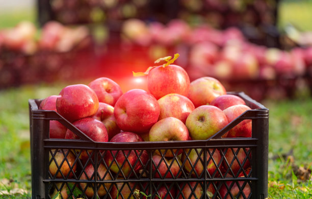 盒子里的苹果放在花园里。从树上摘下的红色多汁的水果。农场果园。秋天的阳光灿烂的日子。农业。图片下载