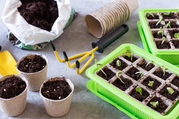 在发芽箱中种植植物以备发芽。图片下载