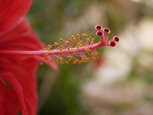 阳光明媚的夏日花园中盛开的鲜红色芙蓉花微距照片图片下载
