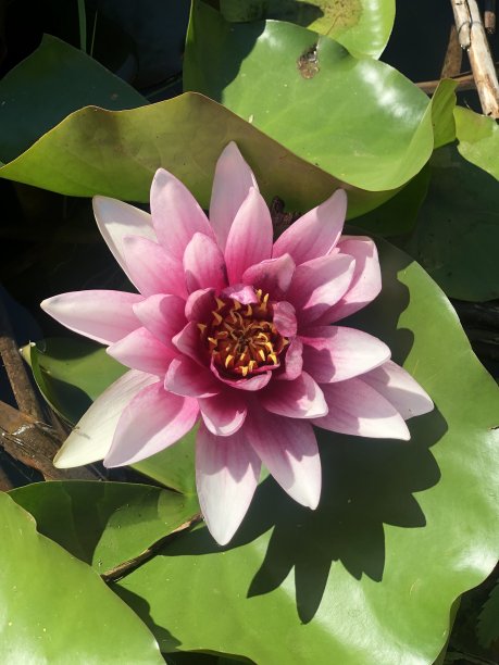 池塘上的睡莲。图片下载