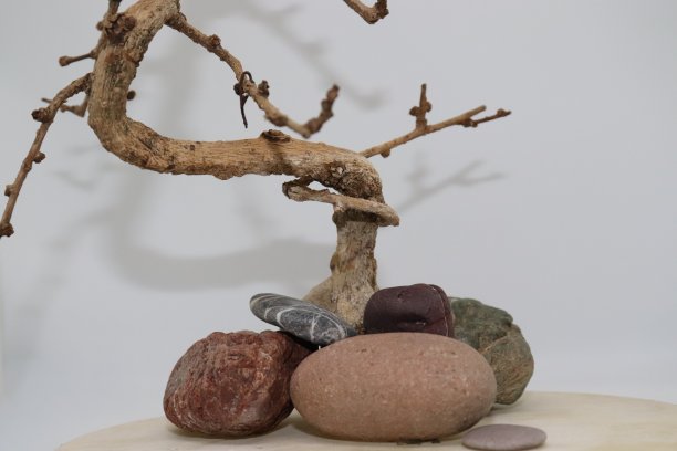 干树和石头装饰，白色背景，图片下载