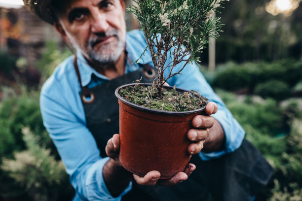 在常绿植物苗圃工作的中年男子图片下载