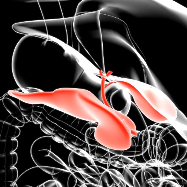 胆囊人体消化系统解剖三维渲染图片下载