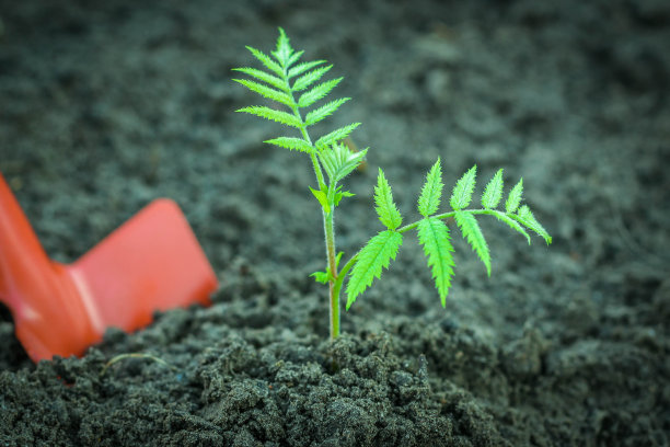 发芽的步骤。新生活开始的理念。越来越多的树木。图片下载