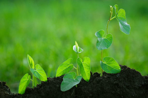发芽的步骤。新生活开始的理念。越来越多的树木。图片下载