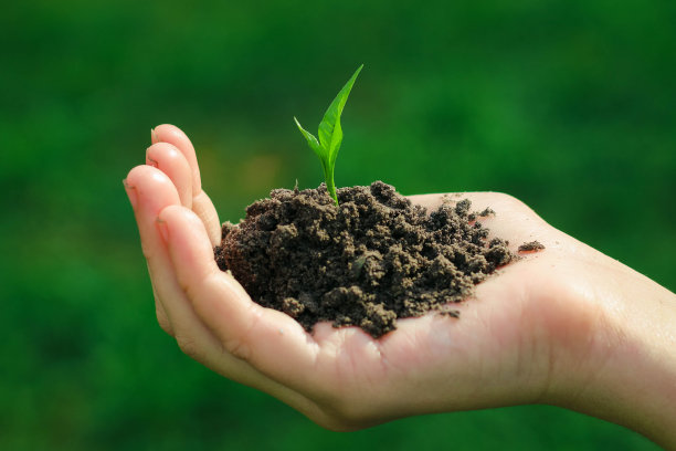 手护一株绿色的幼苗，生长在模糊的土壤背景上。图片下载