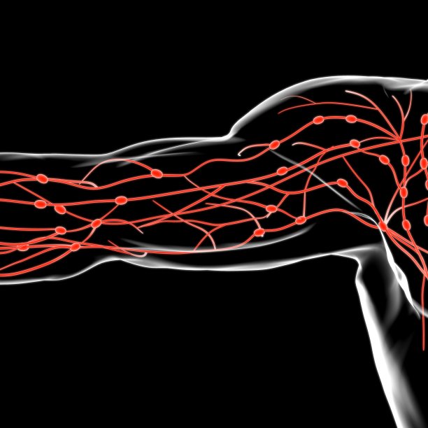 人体淋巴结解剖用于医学概念3D渲染图片下载